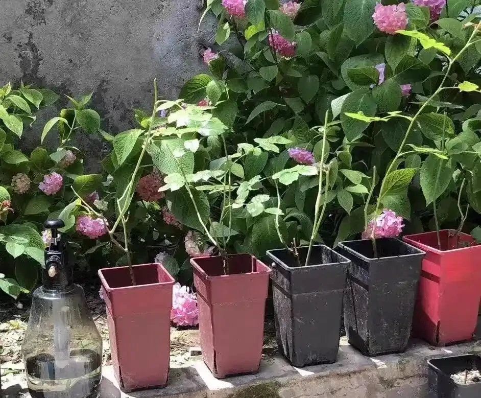 「耐高溫」的花真靠譜嗎？一曬就蔫？教你別被忽悠