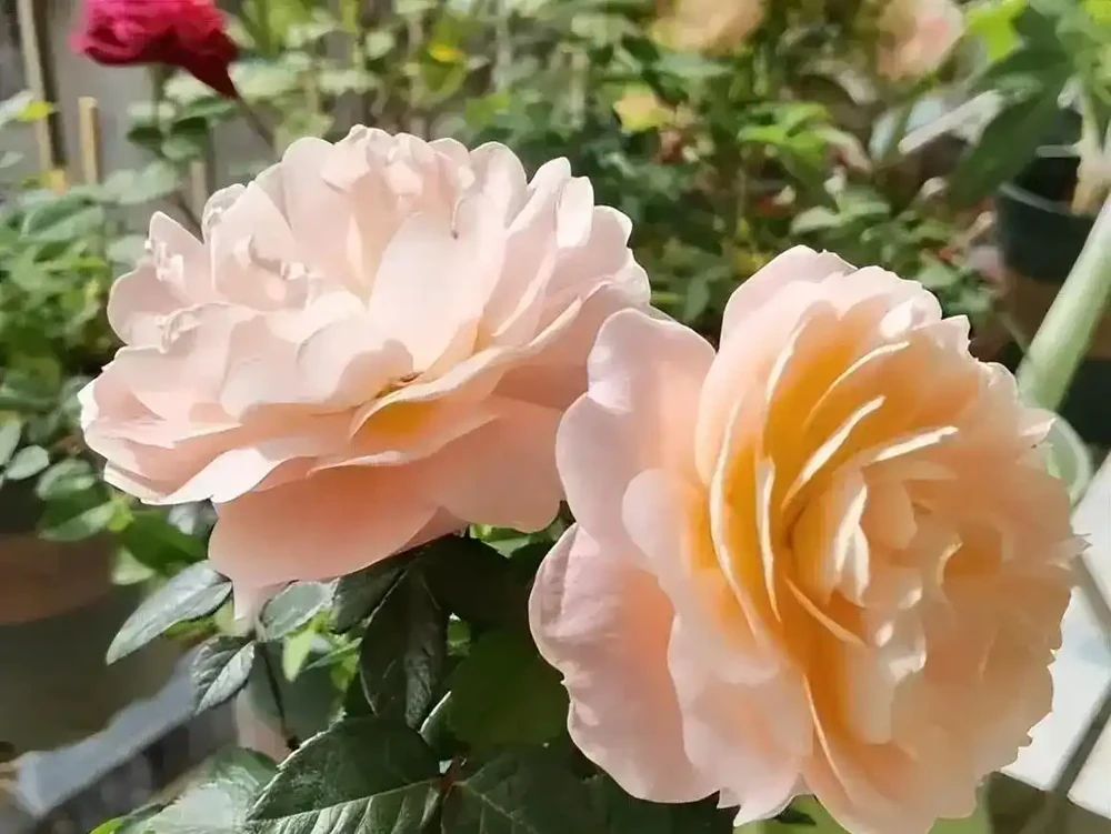 「耐高溫」的花真靠譜嗎？一曬就蔫？教你別被忽悠