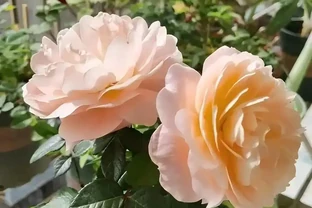 「耐高溫」的花真靠譜嗎？一曬就蔫？教你別被忽悠