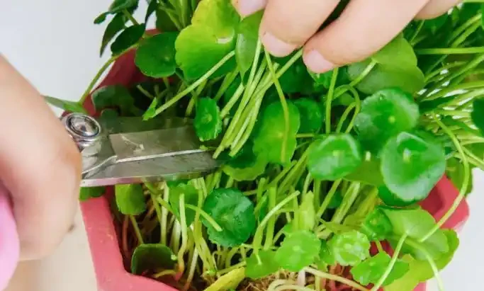 鄰居的銅錢草養成瀑布,我的卻黃葉稀疏?瘋狂花友透露:半土半水+強光才是「滿盆密碼」