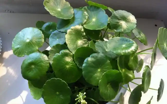 鄰居的銅錢草養成瀑布,我的卻黃葉稀疏?瘋狂花友透露:半土半水+強光才是「滿盆密碼」