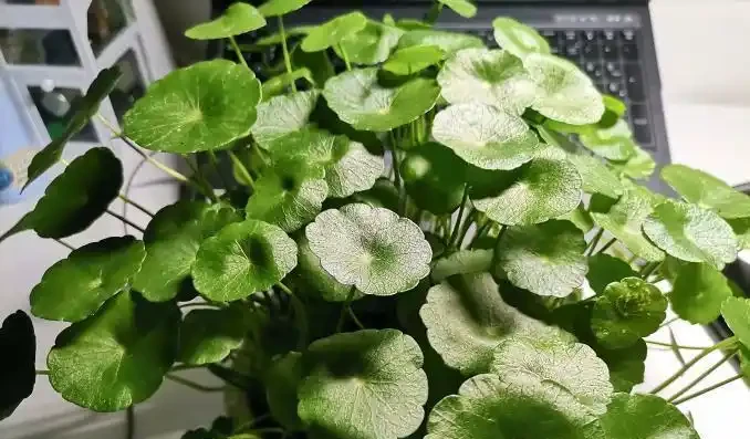 鄰居的銅錢草養成瀑布,我的卻黃葉稀疏?瘋狂花友透露:半土半水+強光才是「滿盆密碼」