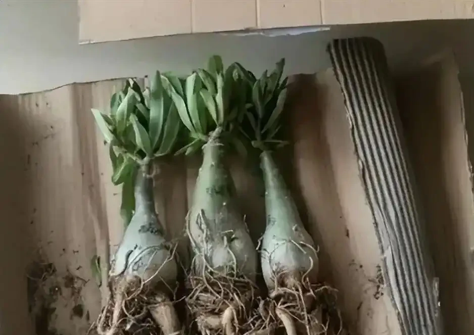 68塊買的沙漠玫瑰養3天就爛了?高手教你3招「冷處理」,變身高價盆景