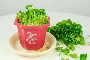 鄰居的銅錢草養成瀑布，我的卻黃葉稀疏？瘋狂花友透露：半土半水+強光才是「滿盆密碼」