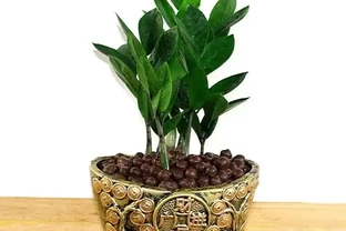 雪鐵芋葉子發黃像銅錢生鏽？控水加「鉀肥」，片片油綠冒新芽
