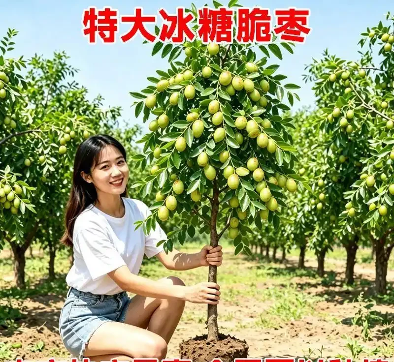 老祖宗認定的十大「純陽吉祥樹」,陽氣足寓意好,庭院種幾棵全家都舒心