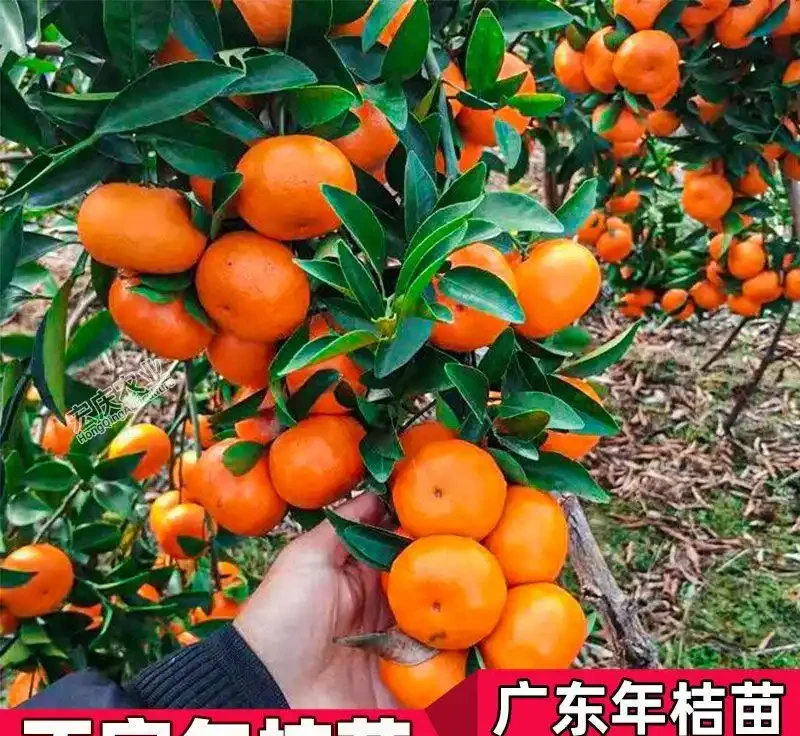 老祖宗認定的十大「純陽吉祥樹」,陽氣足寓意好,庭院種幾棵全家都舒心