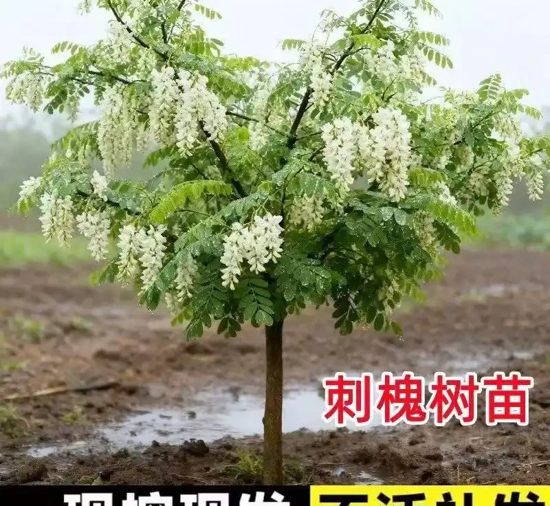 老祖宗認定的十大「純陽吉祥樹」,陽氣足寓意好,庭院種幾棵全家都舒心