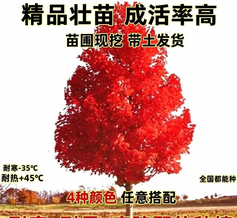 老祖宗認定的十大「純陽吉祥樹」,陽氣足寓意好,庭院種幾棵全家都舒心