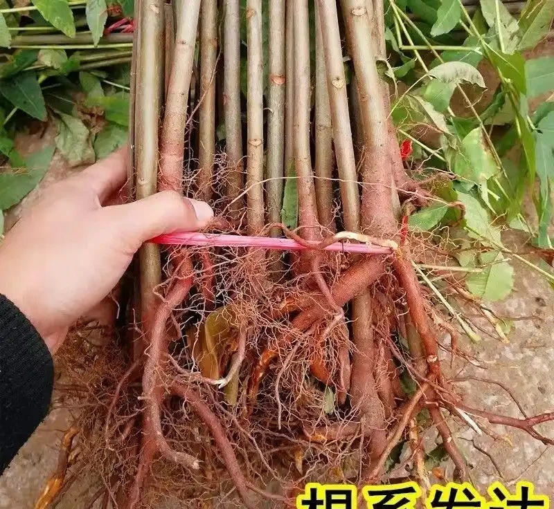 老祖宗認定的十大「純陽吉祥樹」,陽氣足寓意好,庭院種幾棵全家都舒心
