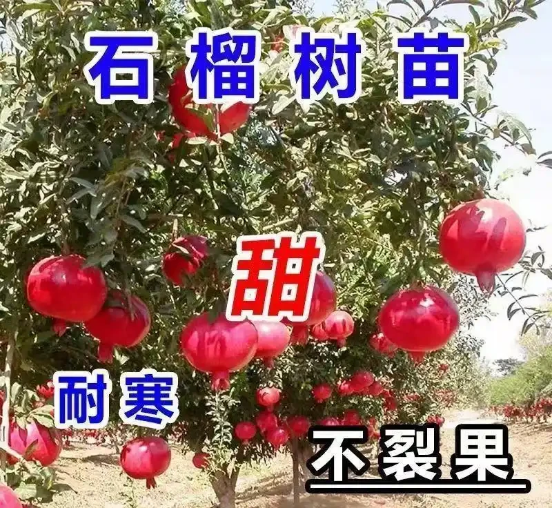 老祖宗認定的十大「純陽吉祥樹」,陽氣足寓意好,庭院種幾棵全家都舒心
