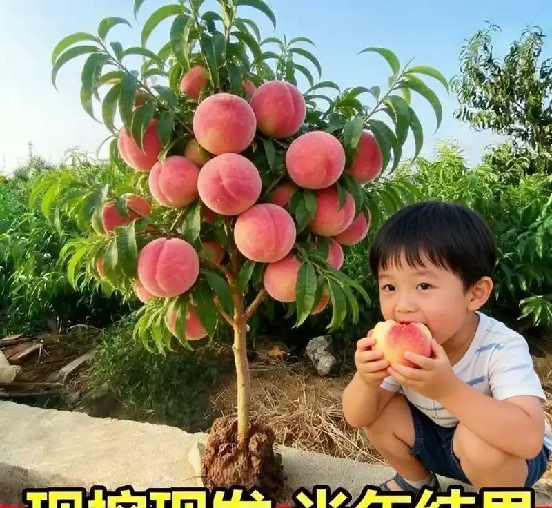 老祖宗認定的十大「純陽吉祥樹」,陽氣足寓意好,庭院種幾棵全家都舒心