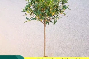 老祖宗認定的十大「純陽吉祥樹」，陽氣足寓意好，庭院種幾棵全家都舒心