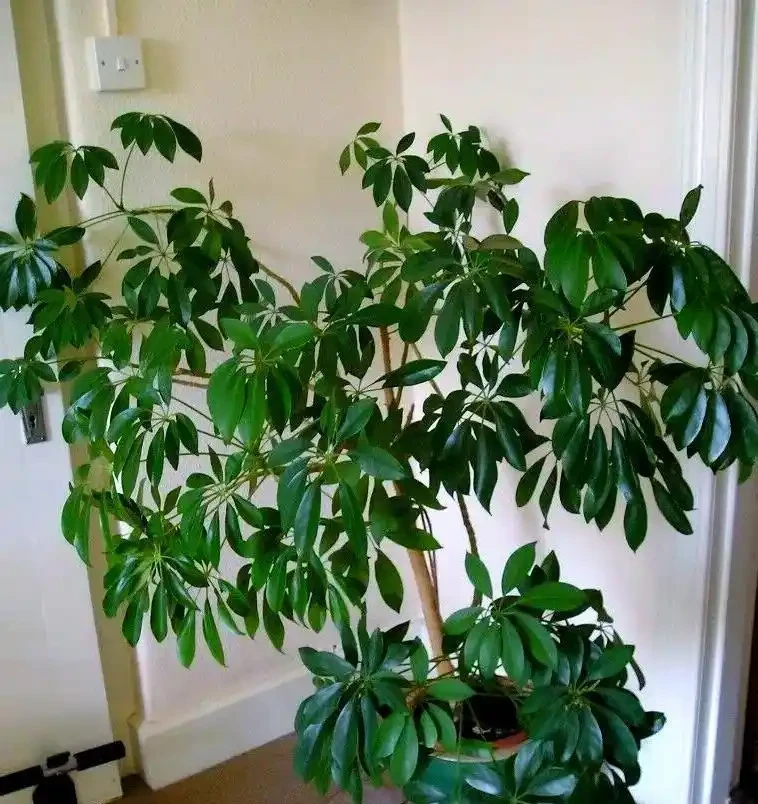 養了5年鴨腳木的老花農:夏天做到「薄肥勤施+四點配套」,新葉冒不停