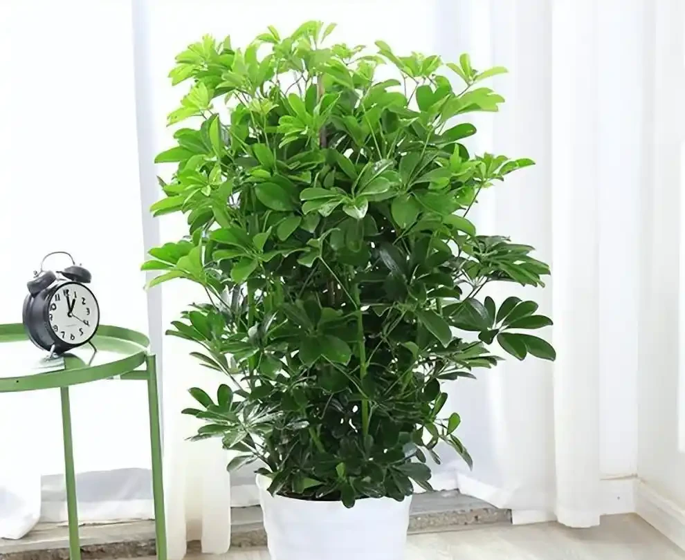 養了5年鴨腳木的老花農:夏天做到「薄肥勤施+四點配套」,新葉冒不停