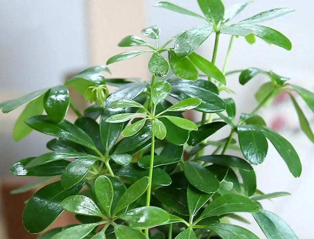 養了5年鴨腳木的老花農:夏天做到「薄肥勤施+四點配套」,新葉冒不停