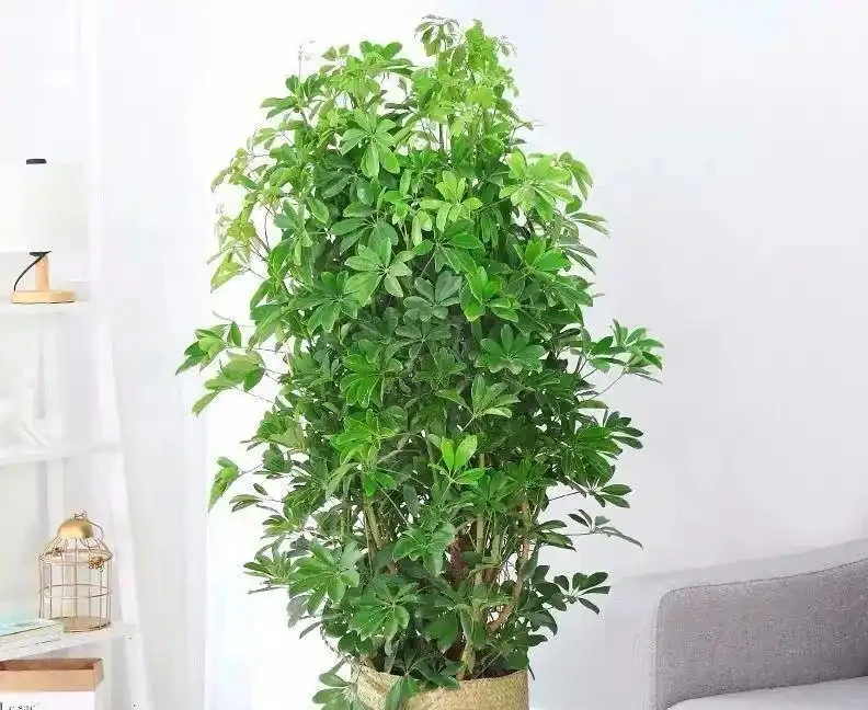 養了5年鴨腳木的老花農:夏天做到「薄肥勤施+四點配套」,新葉冒不停