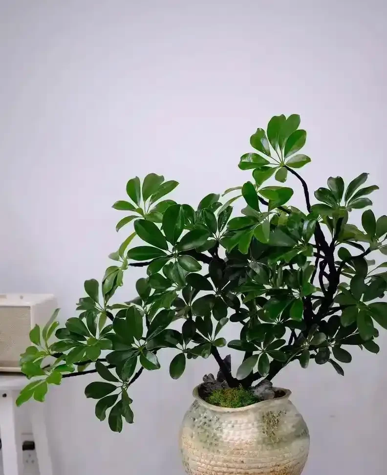 養了5年鴨腳木的老花農:夏天做到「薄肥勤施+四點配套」,新葉冒不停