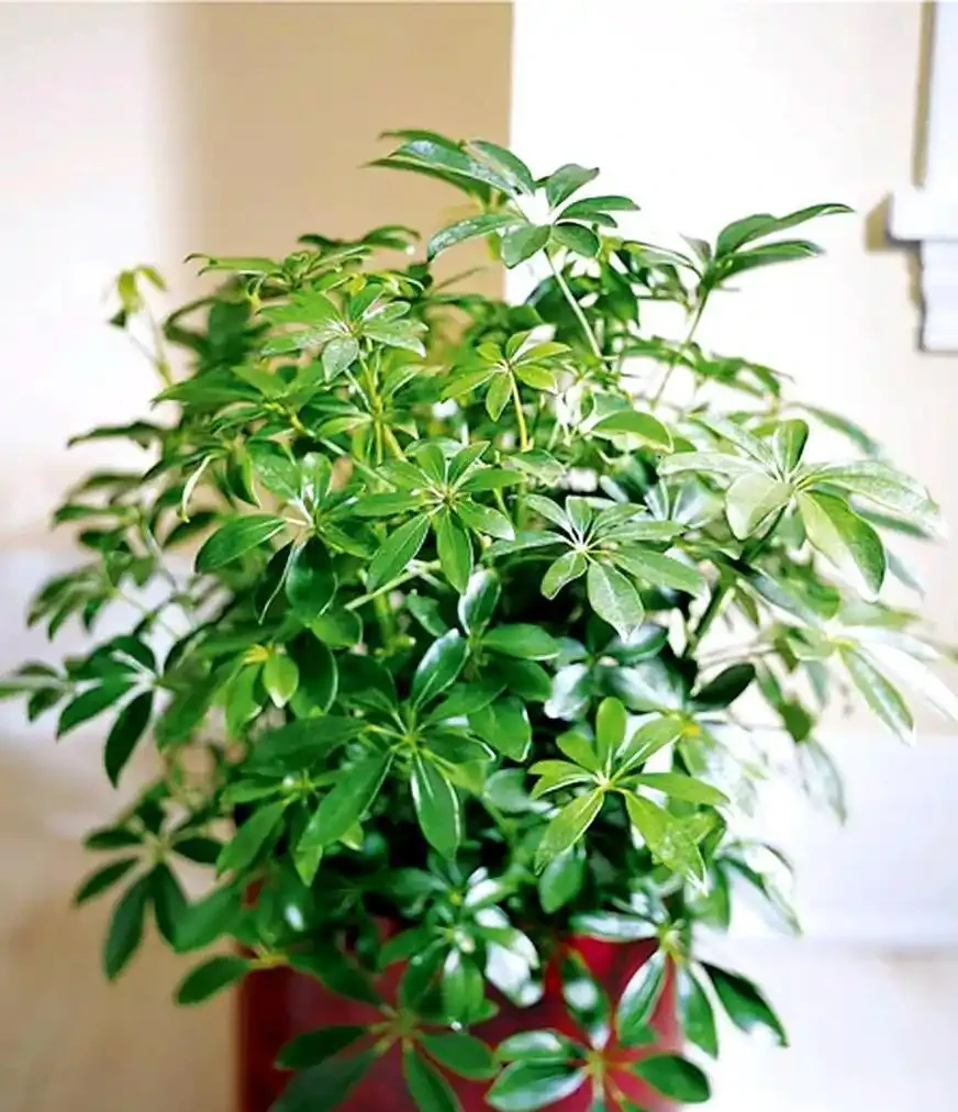養了5年鴨腳木的老花農:夏天做到「薄肥勤施+四點配套」,新葉冒不停