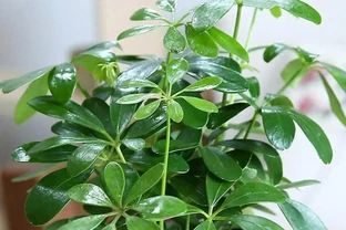 養了5年鴨腳木的老花農：夏天做到「薄肥勤施+四點配套」，新葉冒不停