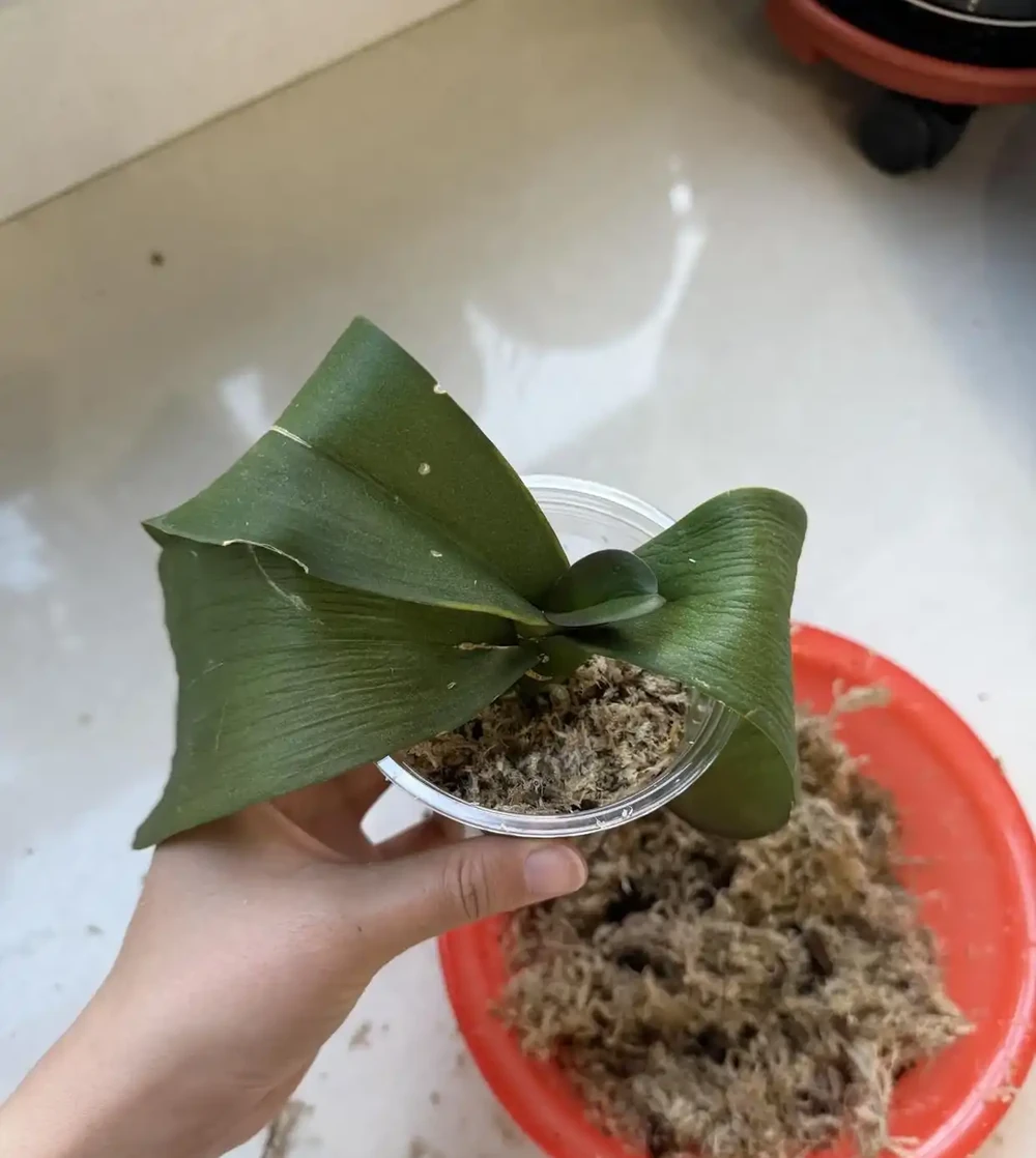 蝴蝶蘭長勢差別換盆！一刀下去逼出滿盆新根，比換土管用10倍