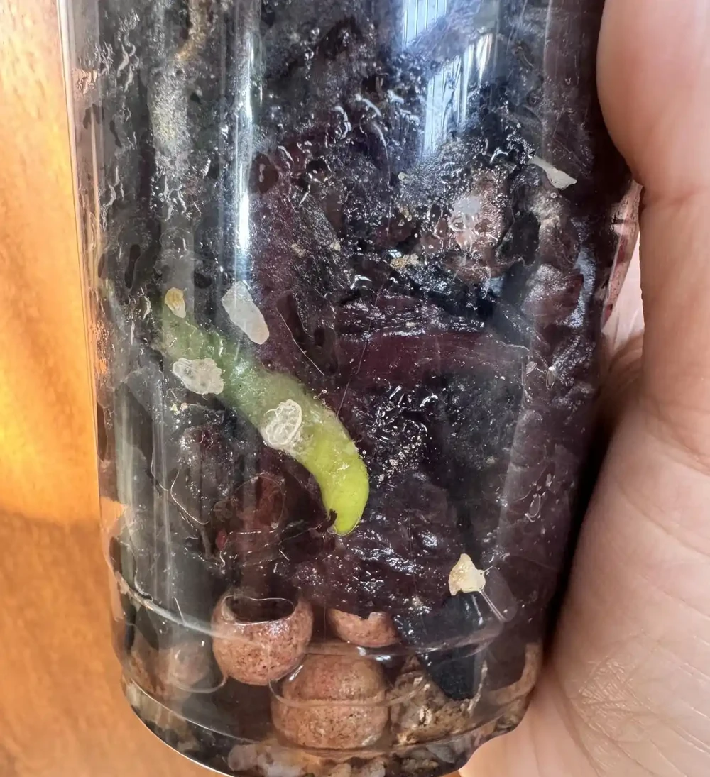 蝴蝶蘭長勢差別換盆！一刀下去逼出滿盆新根，比換土管用10倍