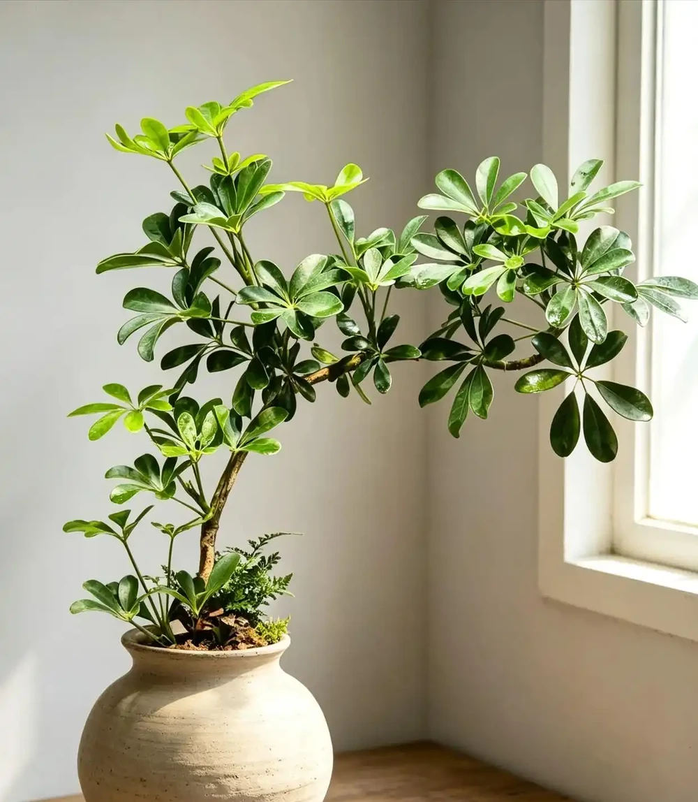 甲醛潛伏長達15年!別隻靠黃金葛,這幾種綠植淨化能力更強