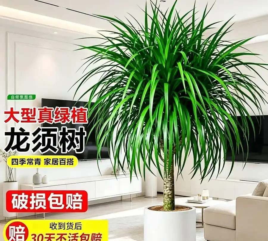 居家必看!十大旺宅盆栽推薦,養對了家宅興旺福氣滿