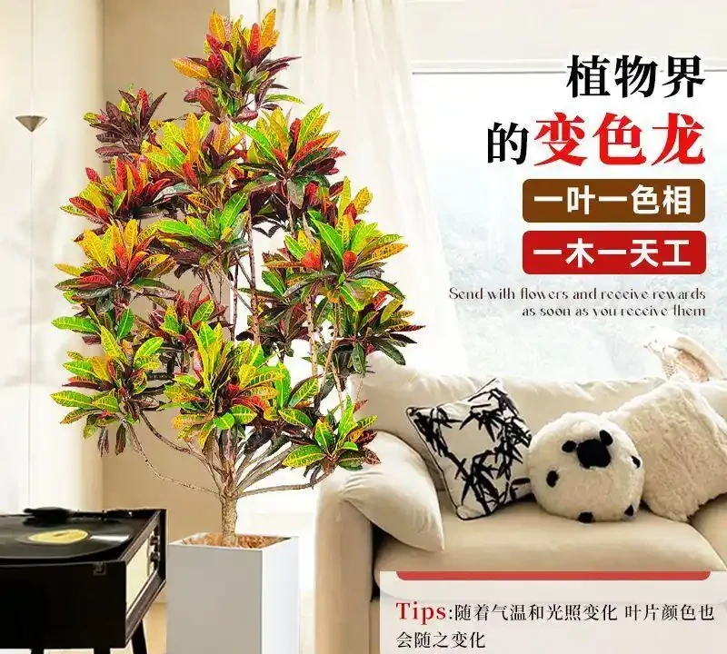 居家必看!十大旺宅盆栽推薦,養對了家宅興旺福氣滿
