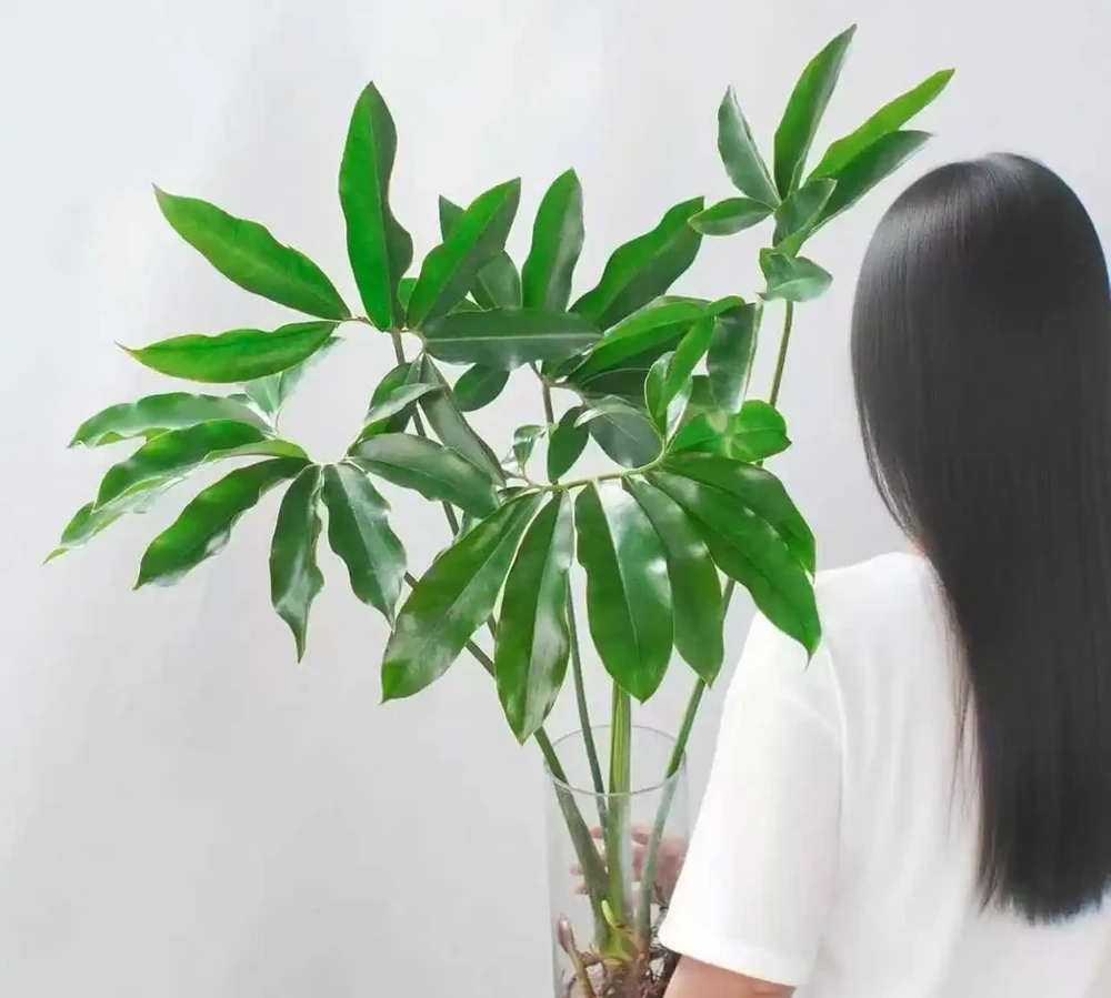 居家必看!十大旺宅盆栽推薦,養對了家宅興旺福氣滿
