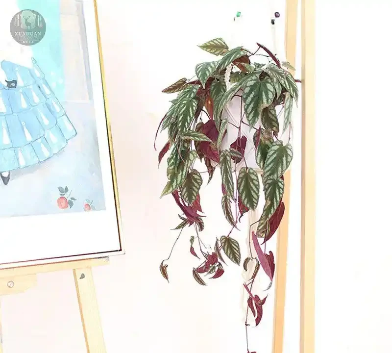 居家必看!十大旺宅盆栽推薦,養對了家宅興旺福氣滿