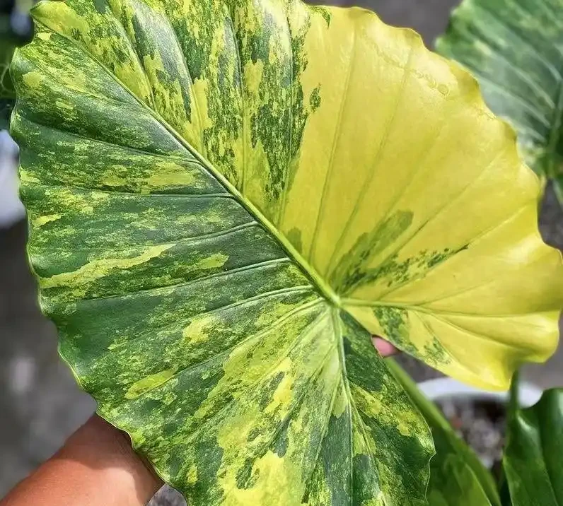 居家必看!十大旺宅盆栽推薦,養對了家宅興旺福氣滿