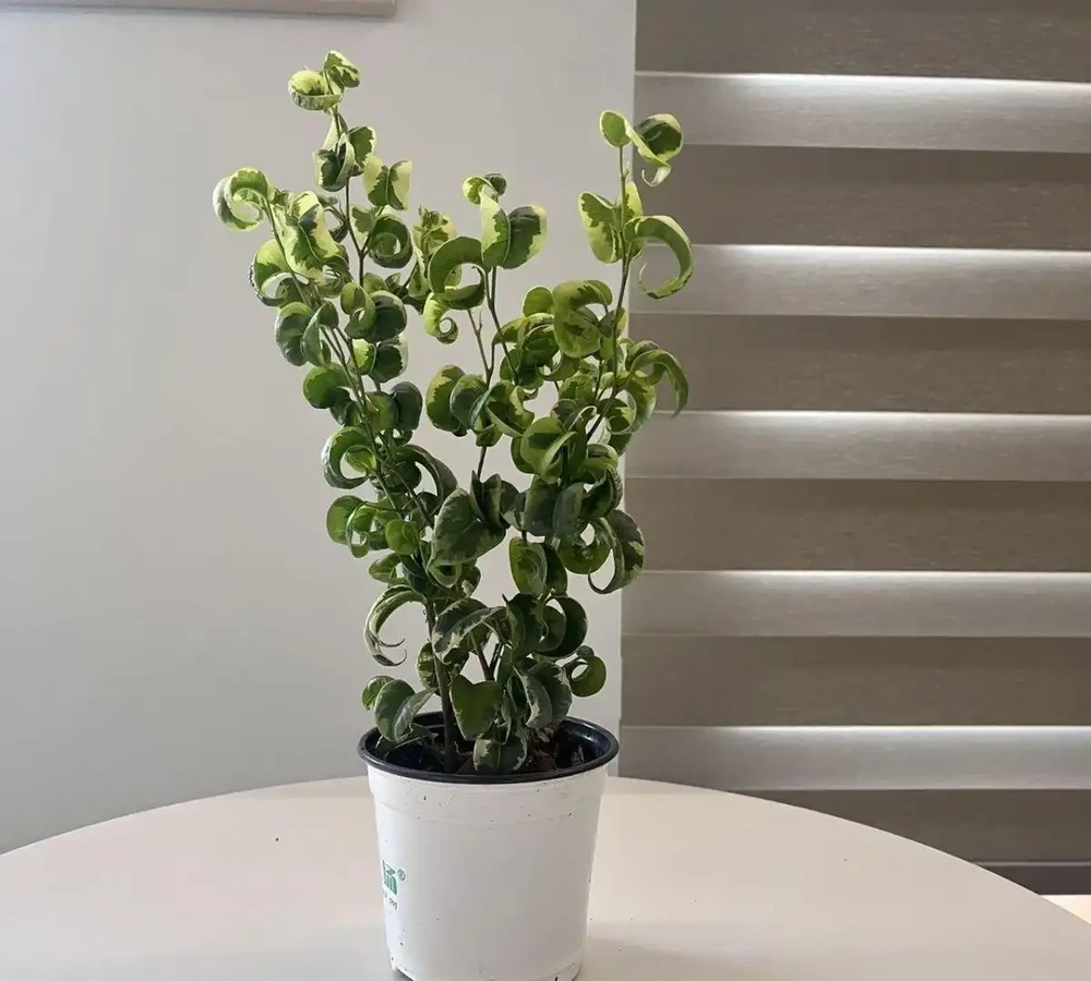 居家必看!十大旺宅盆栽推薦,養對了家宅興旺福氣滿