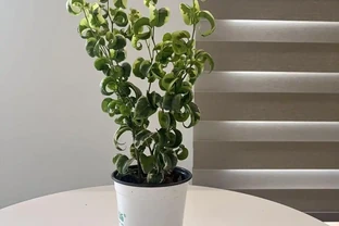 居家必看！十大旺宅盆栽推薦，養對了家宅興旺福氣滿