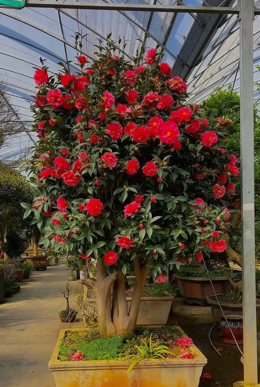 養茶花最怕過夏天!老花匠教你「三時段管理法」,不黃葉、不腐根、花苞多到壓彎枝