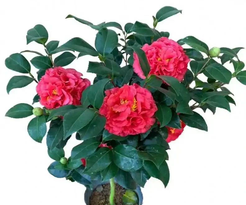 養茶花最怕過夏天!老花匠教你「三時段管理法」,不黃葉、不腐根、花苞多到壓彎枝