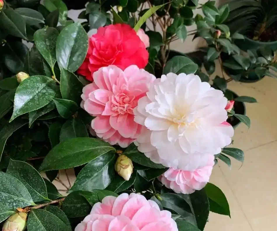 養茶花最怕過夏天!老花匠教你「三時段管理法」,不黃葉、不腐根、花苞多到壓彎枝