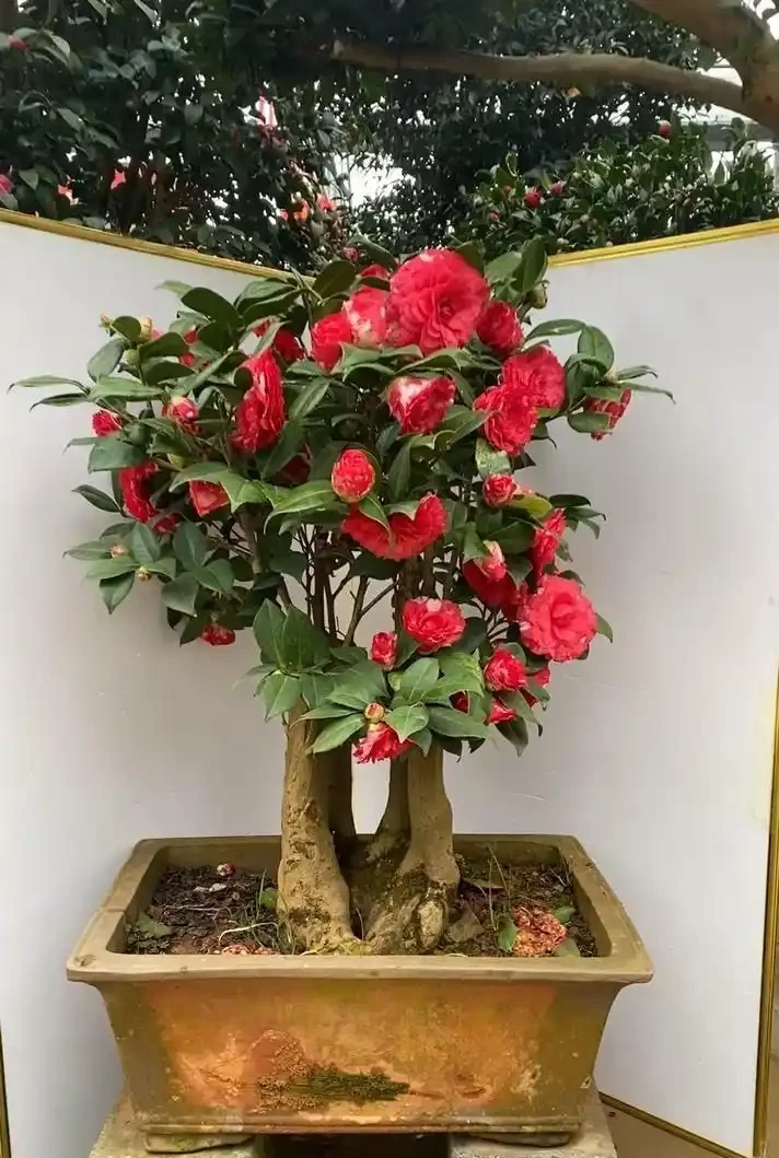 養茶花最怕過夏天!老花匠教你「三時段管理法」,不黃葉、不腐根、花苞多到壓彎枝