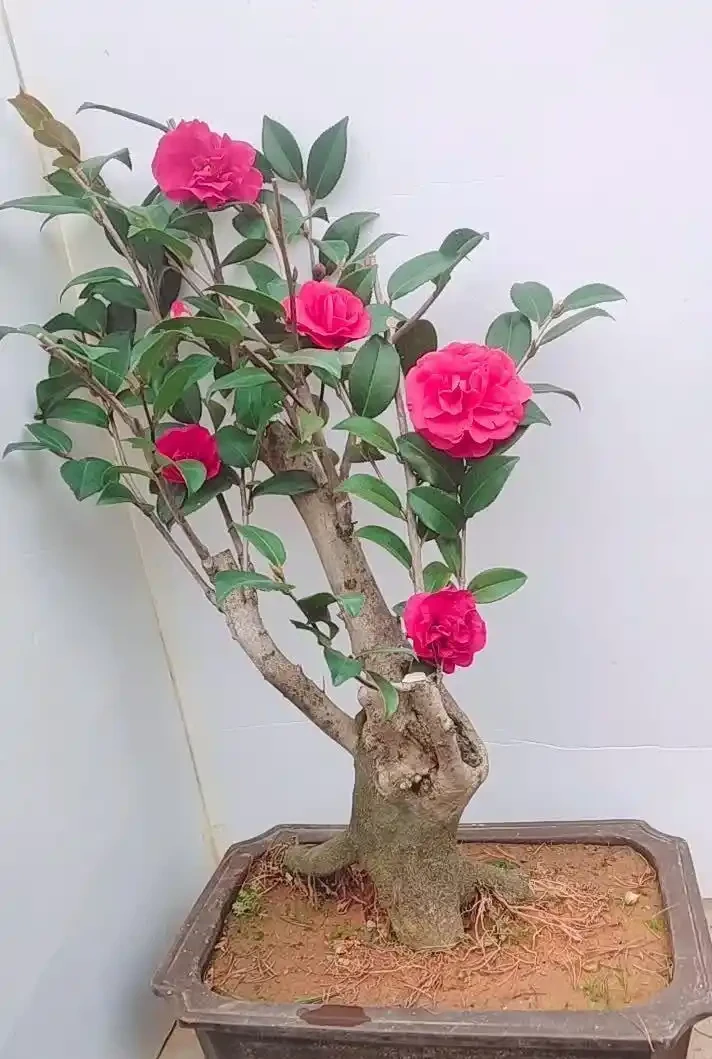 養茶花最怕過夏天!老花匠教你「三時段管理法」,不黃葉、不腐根、花苞多到壓彎枝