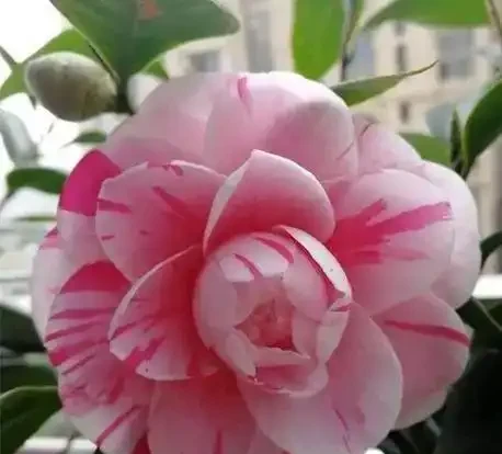 養茶花最怕過夏天!老花匠教你「三時段管理法」,不黃葉、不腐根、花苞多到壓彎枝