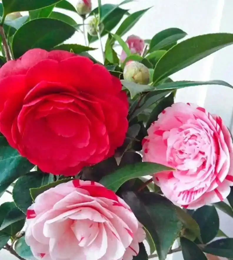 養茶花最怕過夏天!老花匠教你「三時段管理法」,不黃葉、不腐根、花苞多到壓彎枝