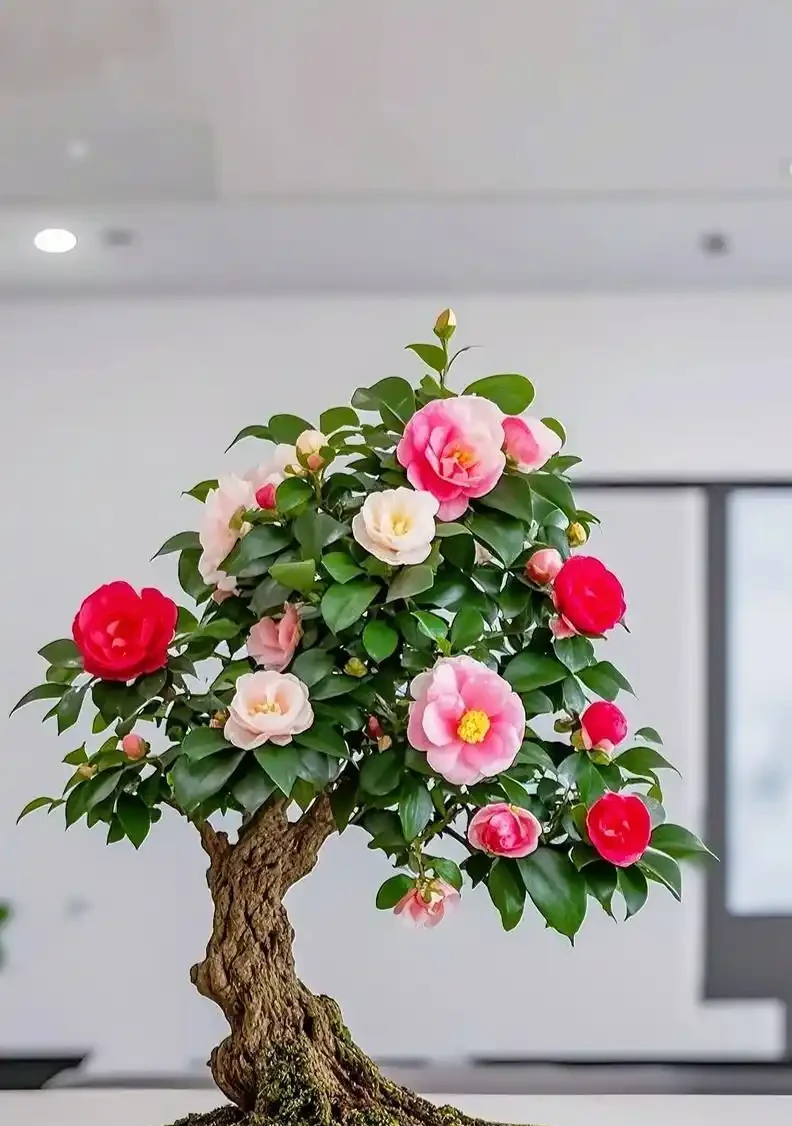 養茶花最怕過夏天!老花匠教你「三時段管理法」,不黃葉、不腐根、花苞多到壓彎枝