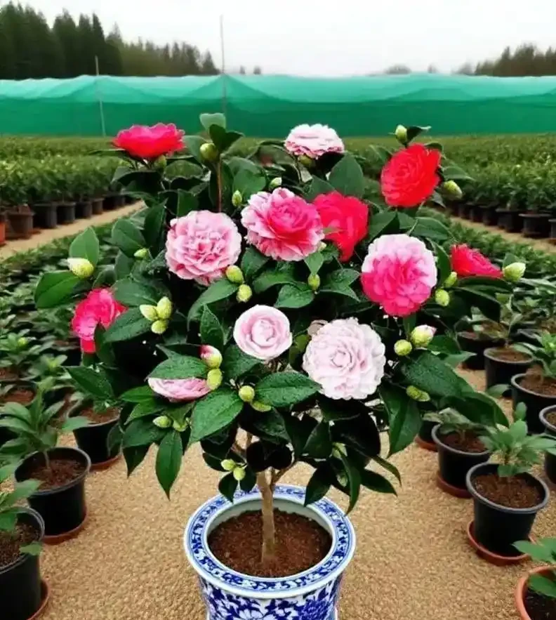 養茶花最怕過夏天!老花匠教你「三時段管理法」,不黃葉、不腐根、花苞多到壓彎枝