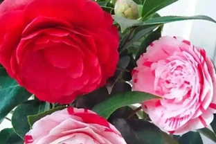 養茶花最怕過夏天！老花匠教你「三時段管理法」，不黃葉、不腐根、花苞多到壓彎枝