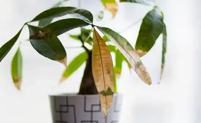 發財樹一到夏天就蔫巴?別急著扔,這4件事做錯了
