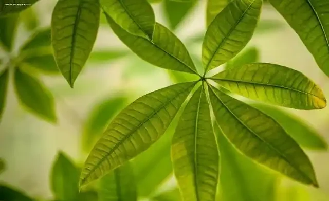 發財樹一到夏天就蔫巴?別急著扔,這4件事做錯了