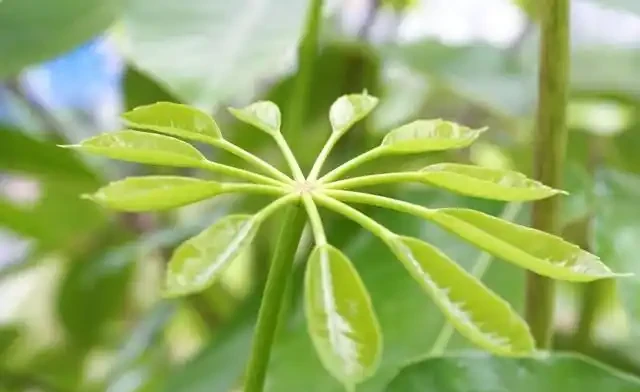 發財樹一到夏天就蔫巴?別急著扔,這4件事做錯了