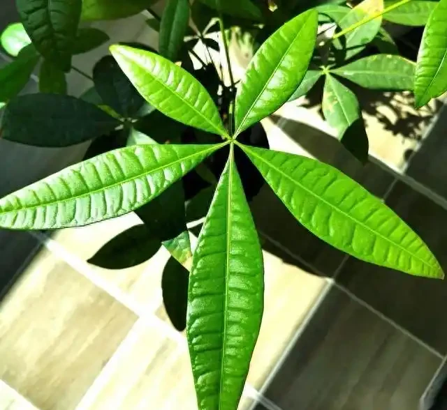 發財樹一到夏天就蔫巴?別急著扔,這4件事做錯了