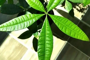 發財樹一到夏天就蔫巴？別急著扔，這4件事做錯了