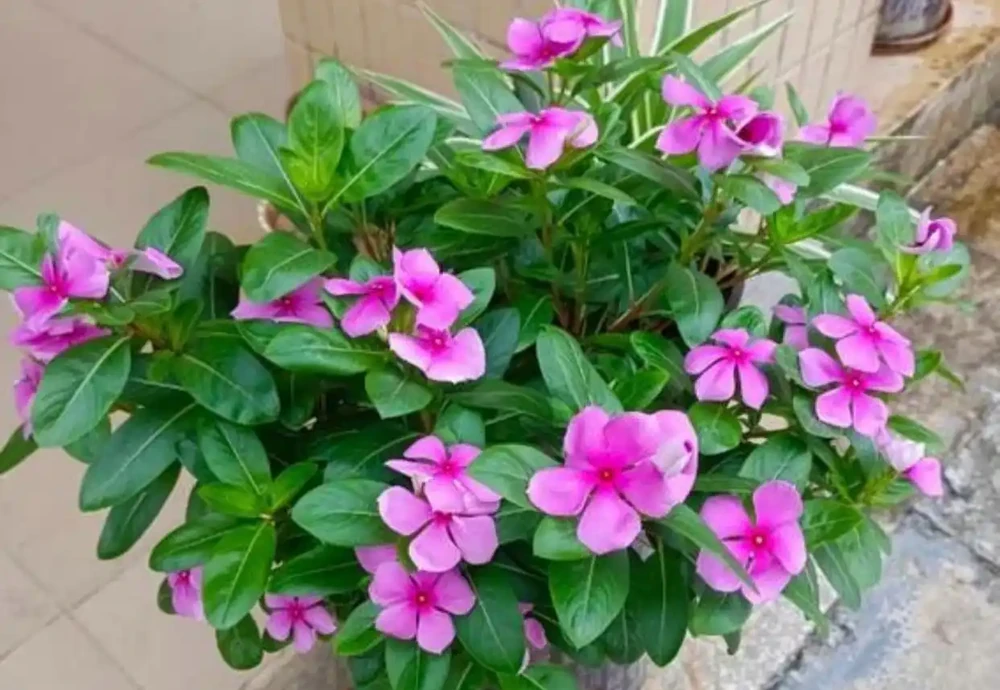 小陽臺精選4種花,皮實好養愛開花,不用費心也能爆花